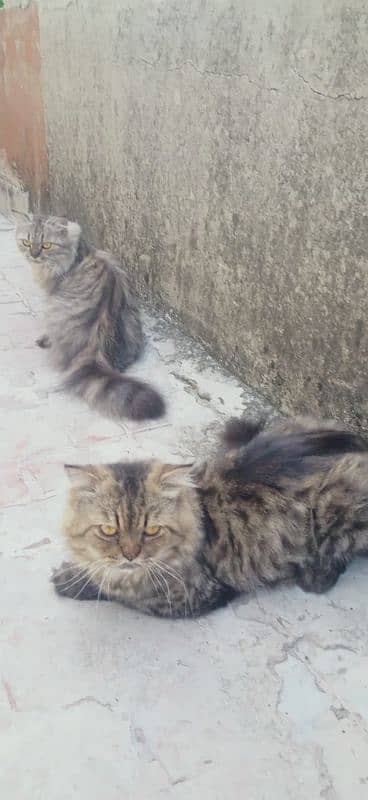 Pair Of Persian Cat 9