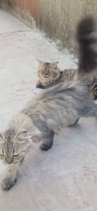 Pair Of Persian Cat 11