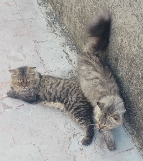 Pair Of Persian Cat 12