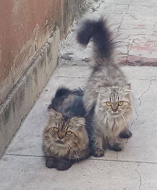 Pair Of Persian Cat 13