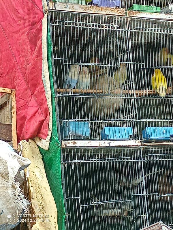 Cages And Birds Cheap Price 3