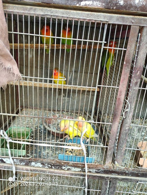 Cages And Birds Cheap Price 7