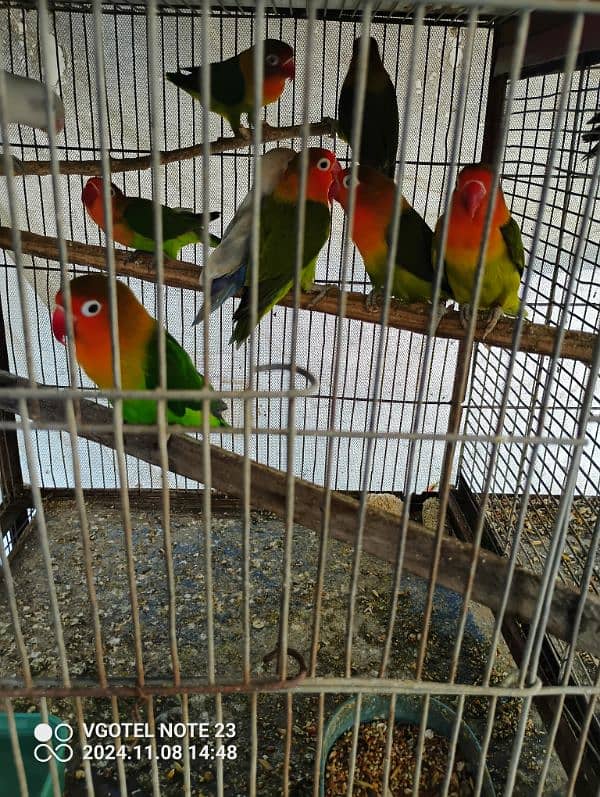 Cages And Birds Cheap Price 11