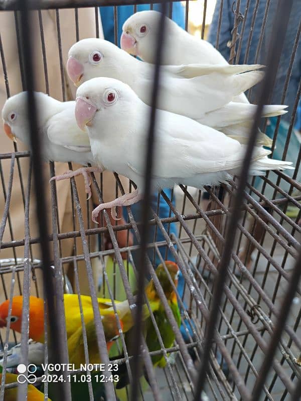 Cages And Birds Cheap Price 12