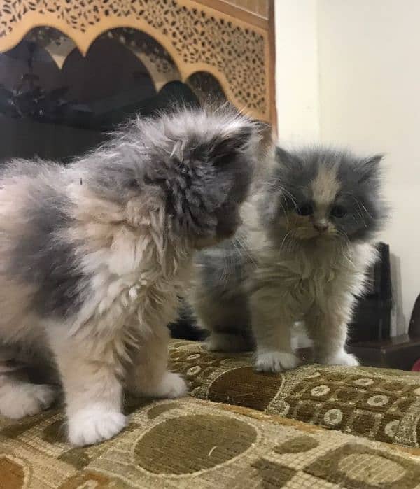 Persian kittens 0