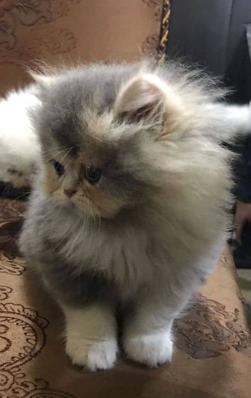 Persian kittens 1