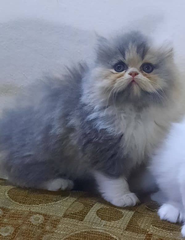 Persian kittens 4