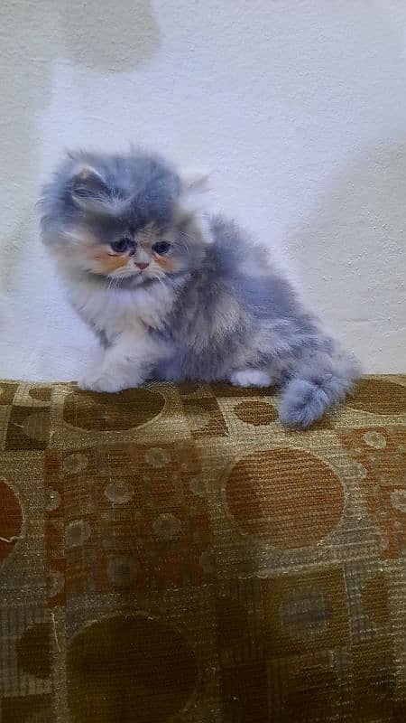 Persian kittens 7