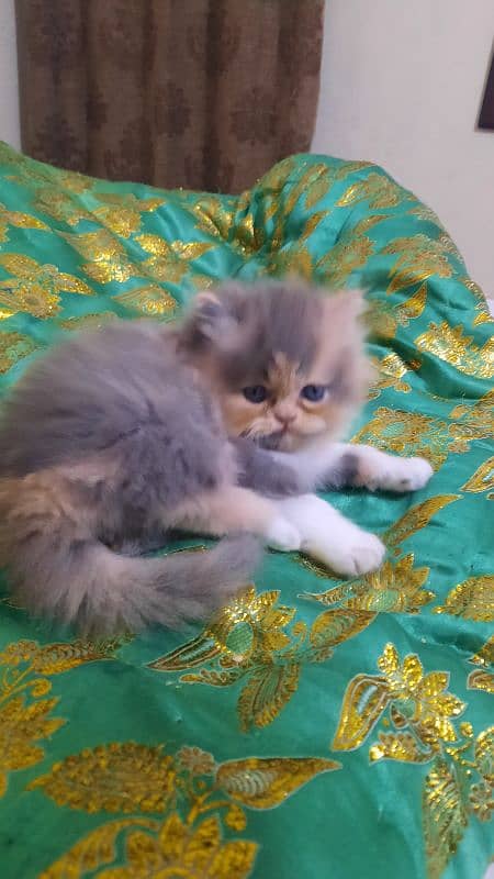 Persian kittens 15