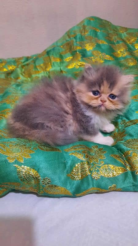 Persian kittens 16