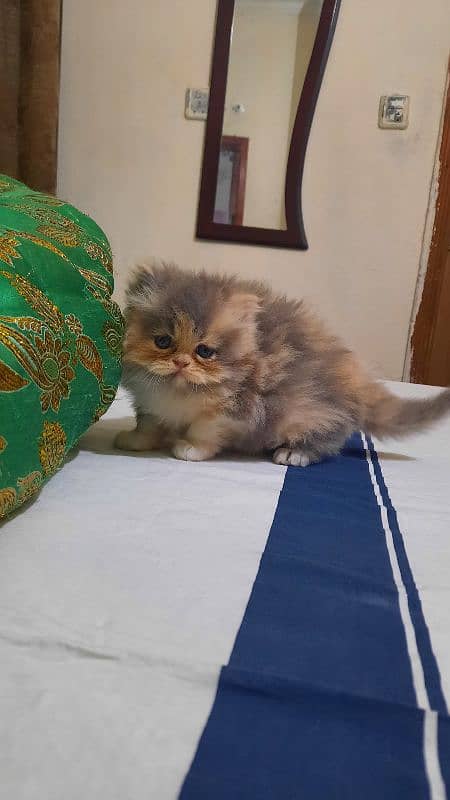 Persian kittens 18