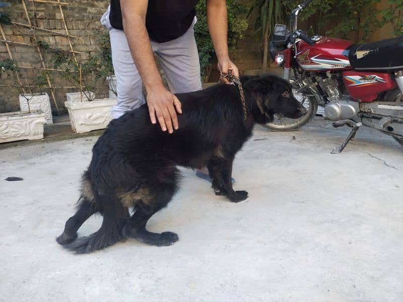 black German shepherd Pink pedigree micro chipped 0