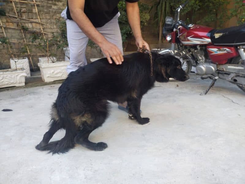 black German shepherd Pink pedigree micro chipped 1