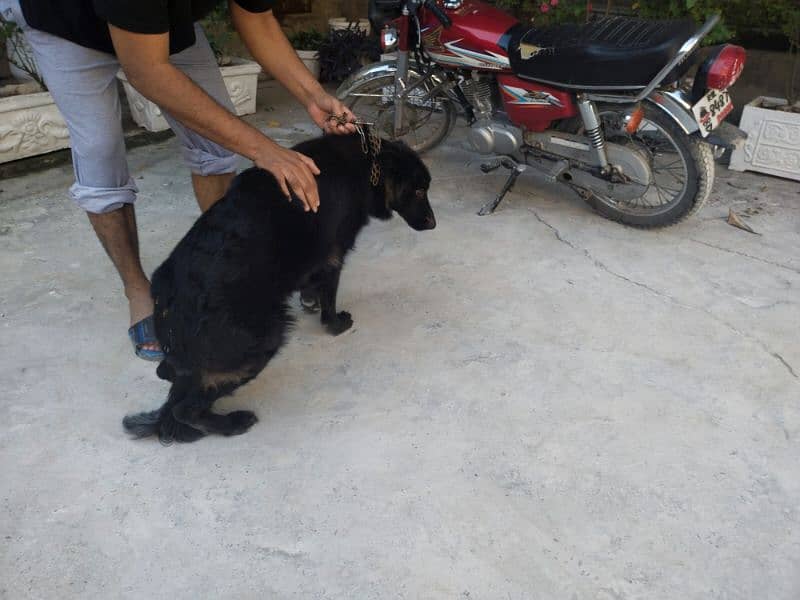 black German shepherd Pink pedigree micro chipped 2