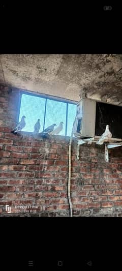 pigeons