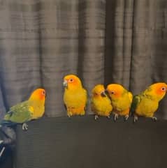 jumbo size supertame/flytame sun conures!!