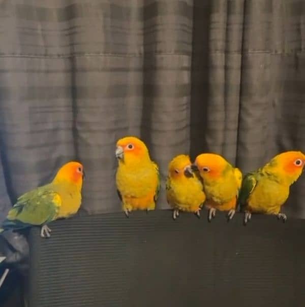 jumbo size supertame/flytame sun conures!! 0