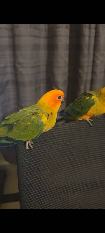 jumbo size supertame/flytame sun conures!! 1