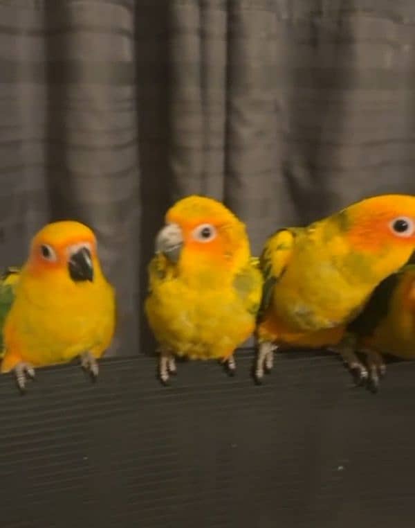 jumbo size supertame/flytame sun conures!! 2