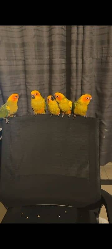 jumbo size supertame/flytame sun conures!! 3