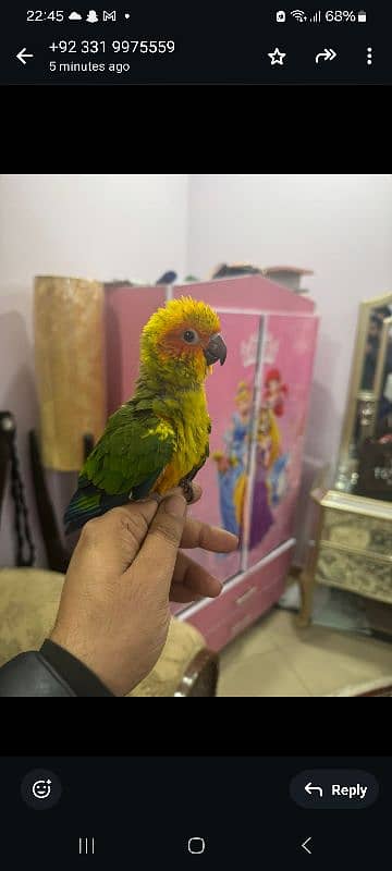 jumbo size supertame/flytame sun conures!! 4