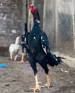 Shamo chicks ( chosay ) for sale imported blood line