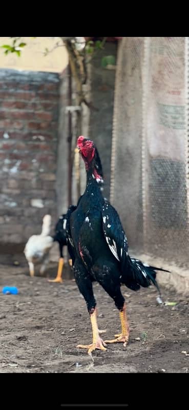 Shamo chicks ( chosay ) for sale imported blood line 3