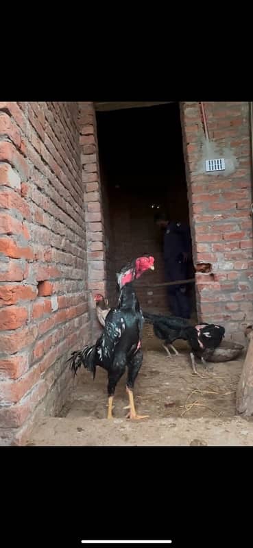 Shamo chicks ( chosay ) for sale imported blood line 4