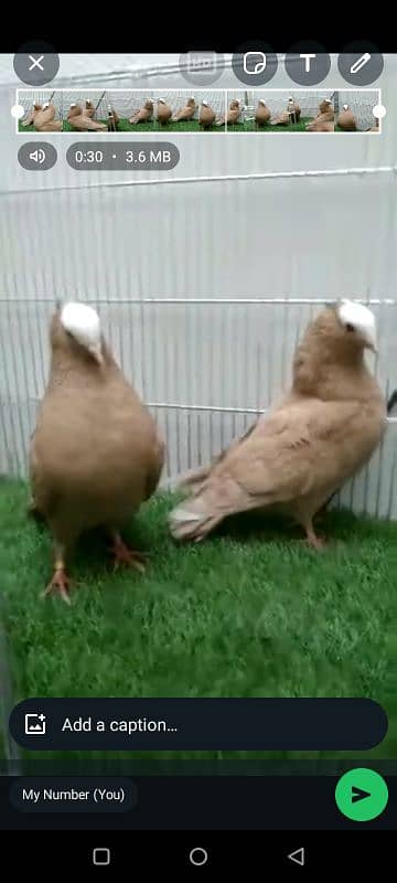 Yellow Mukhi Breeder Pair Available 0