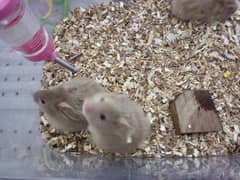 (No OLX Chat) Cute Hamsters