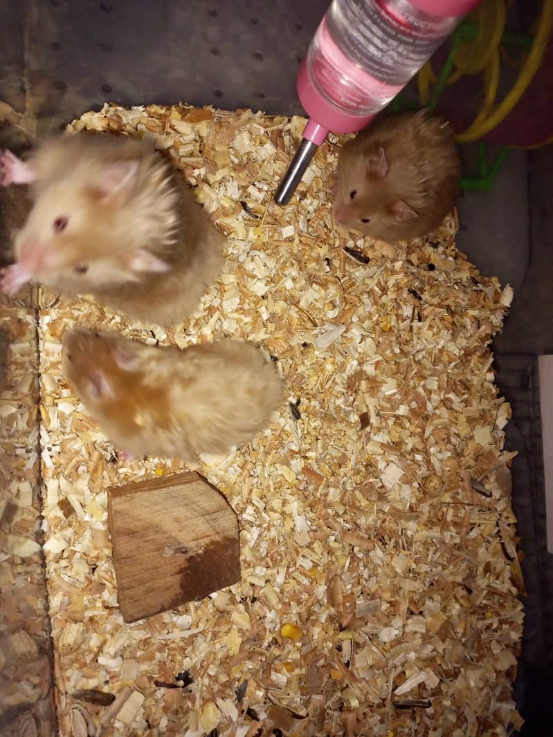 (No OLX Chat) Cute Hamsters 2