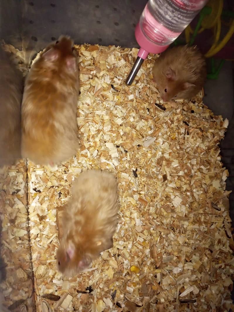 (No OLX Chat) Cute Hamsters 3