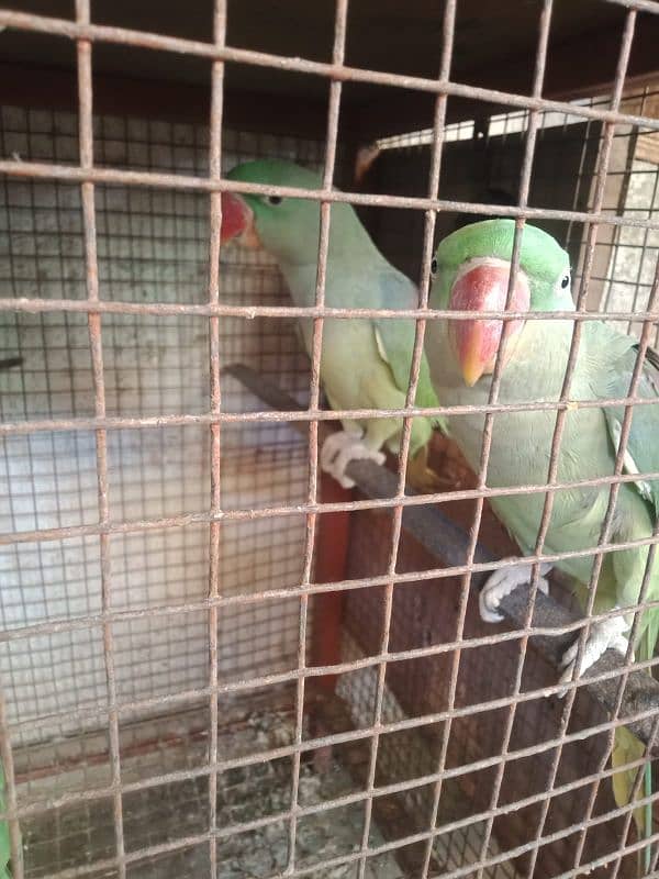 RAW parrots for sale 03349096302 0