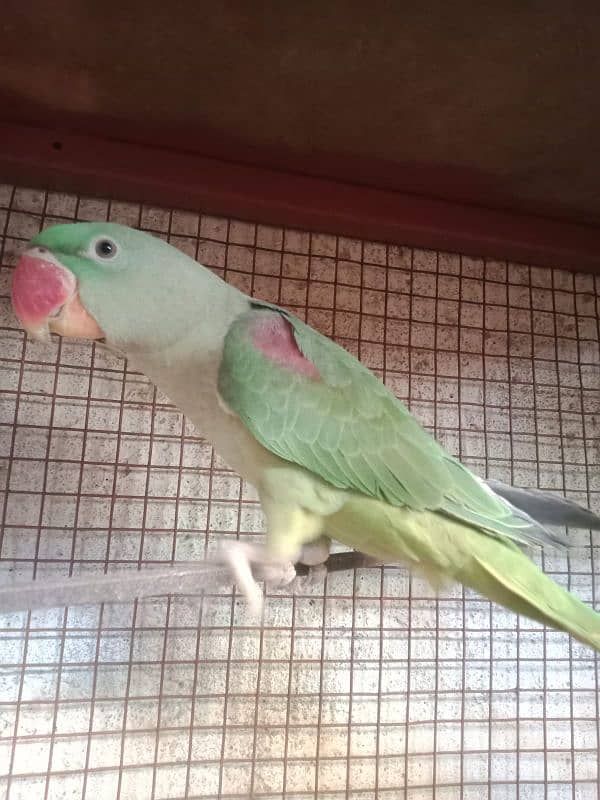 RAW parrots for sale 03349096302 1