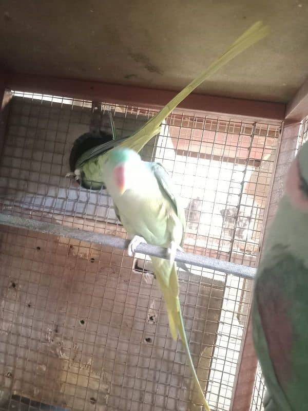 RAW parrots for sale 03349096302 2