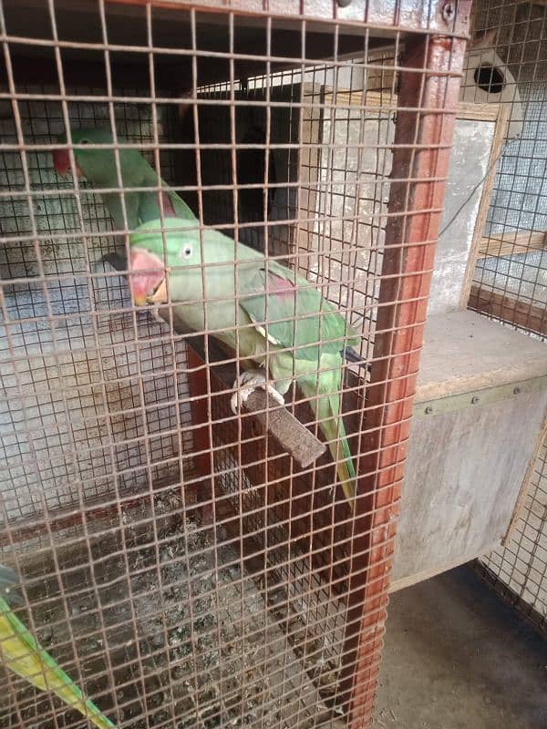 RAW parrots for sale 03349096302 3