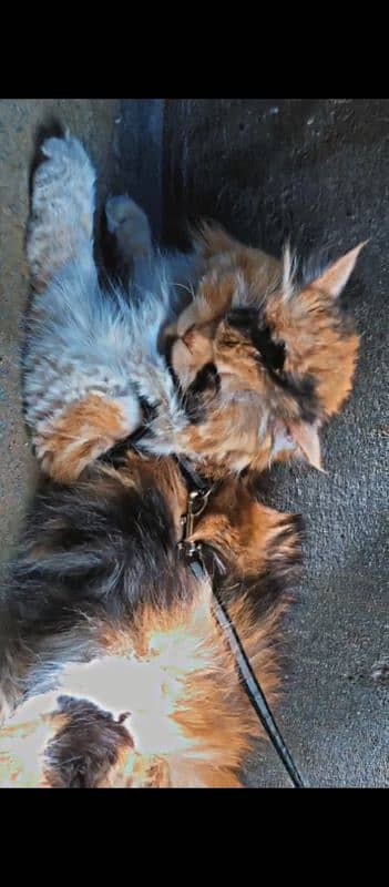 Semi Punch Persion  female Calico triple coat 6