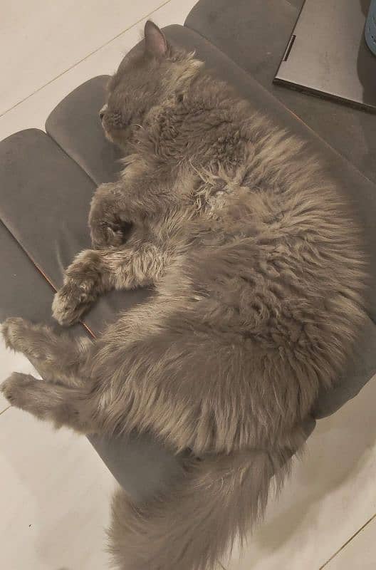 Grey male neutered cat 2