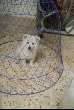 russian samoyed original black nose