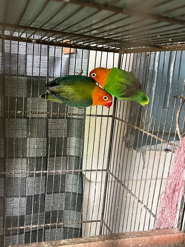 lovebirds 1