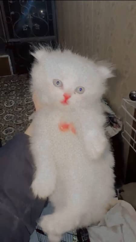 1 month old Persian cat long cote 0