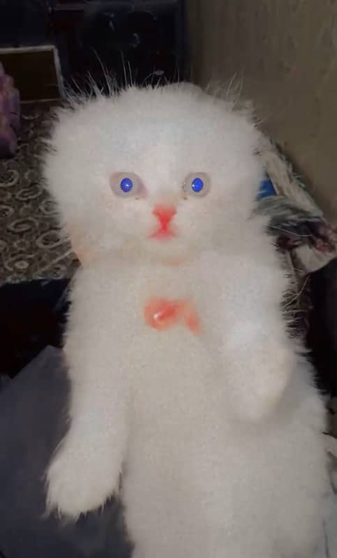 1 month old Persian cat long cote 1