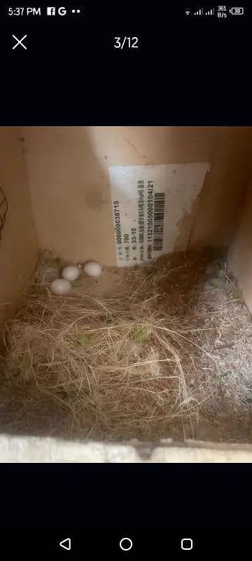 love birds with eggs cage boxes full breeding setup for sale 6