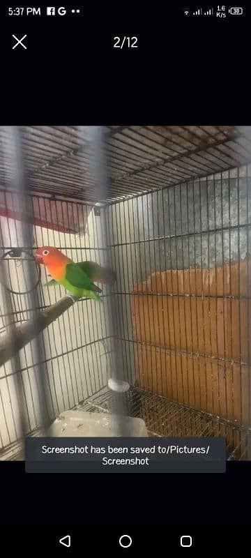 love birds with eggs cage boxes full breeding setup for sale 7