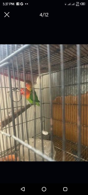 love birds with eggs cage boxes full breeding setup for sale 9