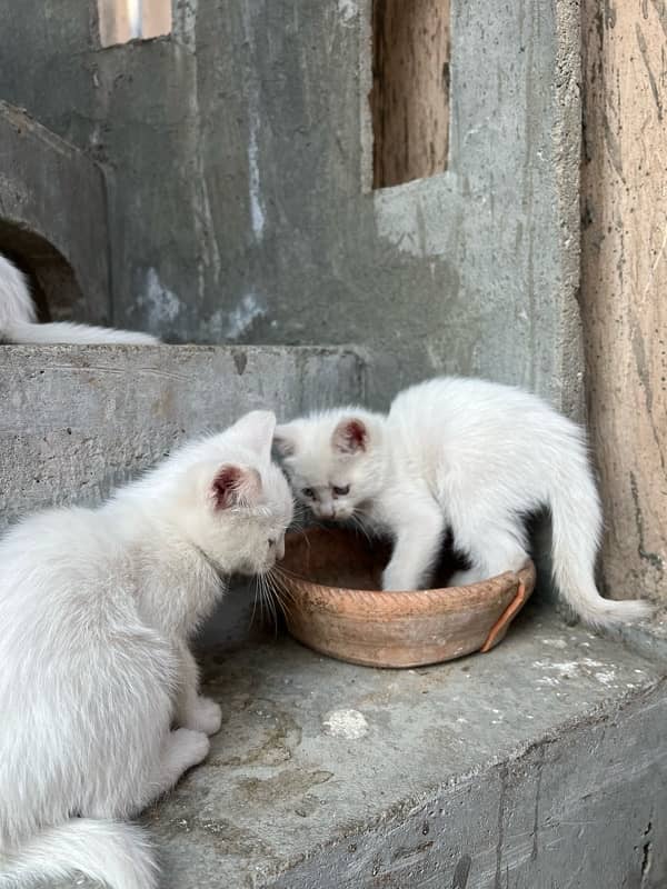 Semi Persian Kittens for sale 4