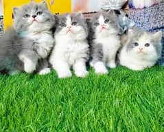 pure Persian, hamalayan triple coated and Siamese kittens for sale