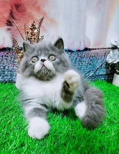 pure Persian, hamalayan triple coated and Siamese kittens for sale