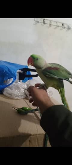 RAW PARROT HAND TAME