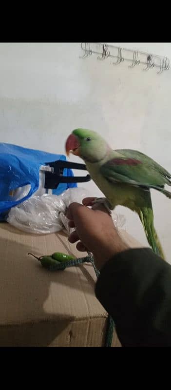 RAW PARROT HAND TAME 0